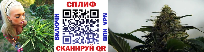 Каннабис план  Купить  Светлоград 